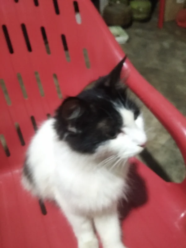 Rumah Jahit Niswa Logo